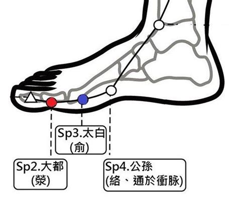 大都穴|穴位保健─大都穴（緩解壓力與增強鈣吸收）